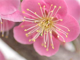 松竹梅/門松の販売とレンタル<珍樹園>