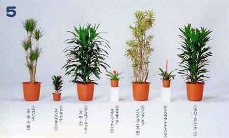 �R���V���i�A�h���Z�i�E�R���p�N�^�A�A�I���[�l�b�L�[�A�O�Y�}�j�A�E�}�O�j�t�B�J�A�\���O �I�u �C���f�B�A�A�g���t�A�i�i�X�A�O���[�J��