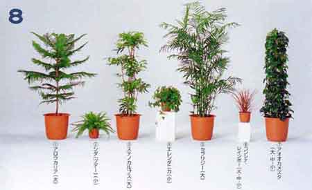 �A���E�J���A�A�V�_�i�c�f�[�j�A�X�e�m�J���v�X�A�G�����_�j�J�A�Z�t���W�[�A�R���V�i�E���C���{�[�A�A�I�I�J���d�^