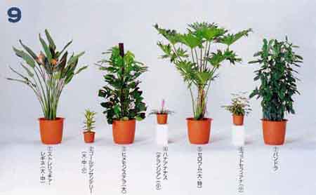 �X�g�����b�`�A�E���M�l�A�S�[���f���T���f���[�A�q�������X�e���A�n�i�A�i�i�X�i�`�����W�A�j�A�Z���E���A�S�b�g�Z�t�B�A�i�A�p���h��