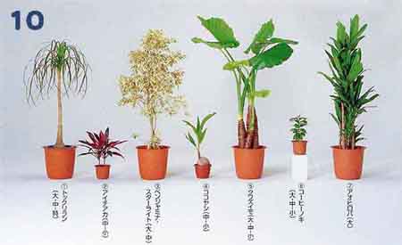 �g�b�N�������A�A�C�`�A�J�A�x���W���~�i�E�X�^�[���C�g�A�R�R���V�A�N���Y�C���A�R�[�q�[�m�L�A�A�I�q���o