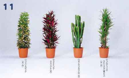 ������J�|�b�N�A�N�e�i���e�E�N�����A�i�A�_�C�E���J�N�A�R���f�B���l�E�X�g���N�^