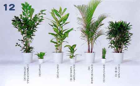 �R���`�N�W���N���V�i�J���I�^�j�A�A�r�X�A�Q�b�g�E�A�f�B�t�F���o�L�A�E�A���G�i�A�g�b�N�����V���h�L�A�T�C�E���J�N�A�J���m���`�N