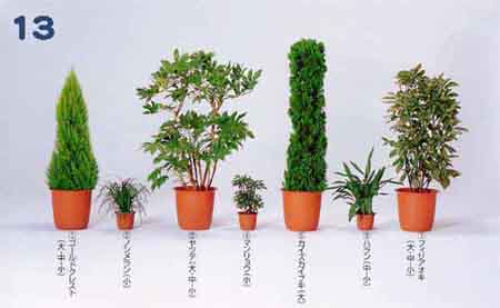 �S�[���h�N���X�g�A�m�V�������A���c�f�A�}�������E�A�J�C�Y�J�C�u�L�A�n�����A������A�I�L