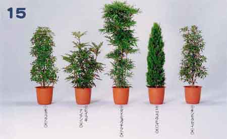 ���b�R�N�A�q�C���M�i���e���A�_�C�~���E�`�N�A�j�b�R�E�q�o�A�L�����N�Z�C