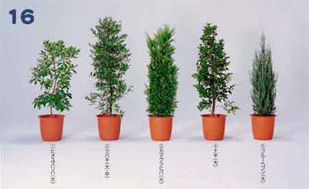 �q�����Y���n�A�c�o�L�A�J�}�N���q�o�A�i�M�A�u���[�w�u��