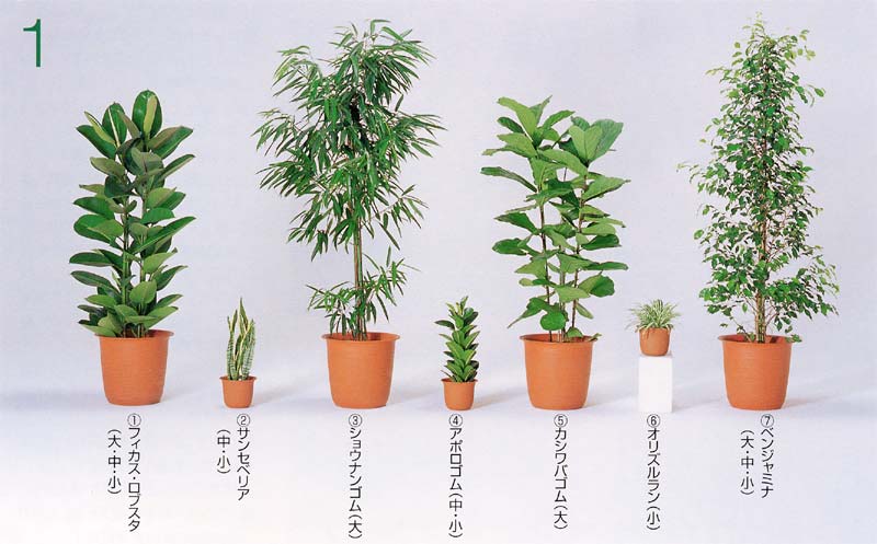 �t�B�J�X�E���u�X�^�i�S���m�L�j�A�T���Z�x���A �A�V���E�i���S�� �A�A�|���S�� �A �J�V���o�S�� �A �I���Y������ �A�x���W���~�i