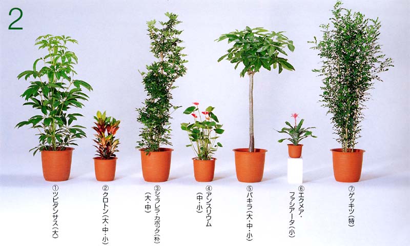 �c�s�_���T�X�A�N���g�� �A�V�F�t�����E�J�|�b�N �A�A���X���E�� �A�p�L�� �A�G�N���A�E�t�@�V�A�[�^ �A�Q�b�L�c�i�V���N�W���X�~���j