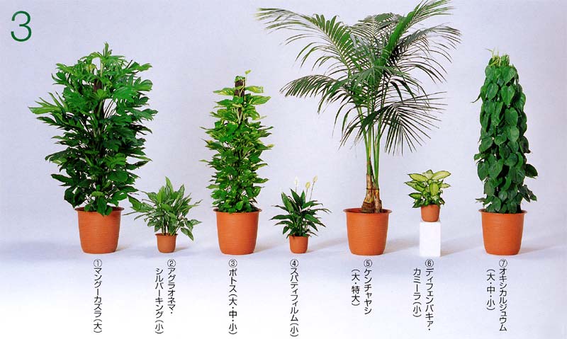 �}���O�[�J�Y���A�A�O���I�l�}�E�V���o�[�L���O �A�|�g�X �A�X�p�e�B�t�B���� �A�P���`�����V �A�f�B�t�F���o�L�A�E�J�~�[���A�I�L�V�J���W���E��