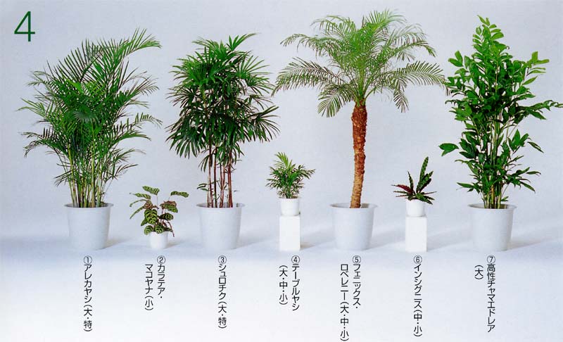 �A���J���V�A�J���e�A�E�}�R���i �A�V�����`�N �A�e�[�u�����V �A�t�F�j�b�N�X�E���x���j�[ �A�C���V�O�j�X�A�����`���}�G�h���A