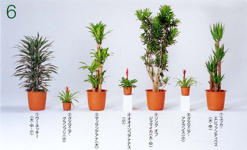 �h���Z�i�E���[�l�b�L�[�A�O�Y�}�j�A�E�O�����v�� �A�h���Z�i�E�}�b�T���Q�A�i �A�I�I�C���R�A�i�i�X �A�\���O �I�u �W���}�C�J �A�O�Y�}�j�A�E�A�}�����X �A���b�J�E�G���t�@���e�B�y�X