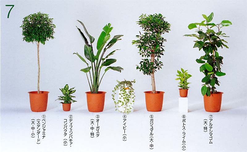 �x���W���~�i�E�X�^���_�[�h�A �f�B�t�F���o�L�A�E�R���p�N�^ �A�I�[�K�X�^ �A�A�C�r�[ �A�K�W���}�� �A �|�g�X�E���C�� �A�A���e�V�}�S��