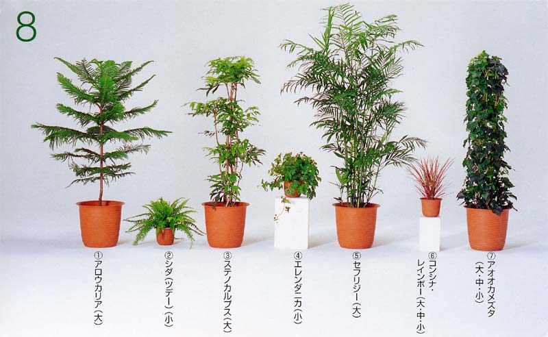 �A���E�J���A�A�V�_�i�c�f�[�j �A�X�e�m�J���p�X �A�G�����_�j�J �A�Z�t���W�[ �A�R���V�i�E���C���{�[ �A�A�I�I�J���d�^