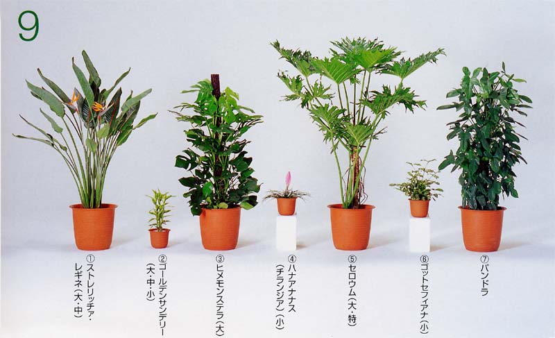 �X�g�����`�A�E���M�l�A�S�[���f���T���f���[�A �q�������X�e�� �A�`�����W�A�i�n�i�A�i�i�X�j�A �Z���E���A �S�b�g�Z�t�B�A�i �A�p���h��