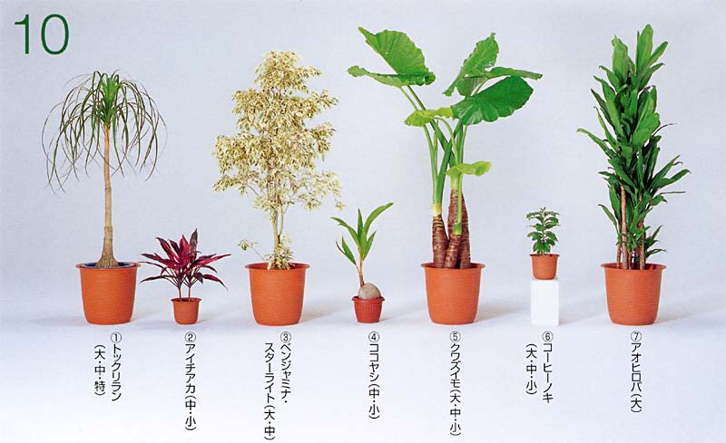 �g�b�N�������i�|�j�[�e�[���j�A�A�C�`�A�J �A�x���W���~�i�E�X�^�[���C�g �A�R�R���V �A�N���Y�C�� �A�R�[�q�[�m�L �A�A�I�q���o