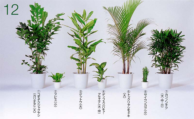 �R���`�N�W���N���V�i�J���I�^�j �A�A�r�X �A�Q�b�g�E �A�f�B�t�F���o�L�A�E�A���G�i �A�g�b�N�����V���h�L �A�T�C�E���J�N �A�J���m���`�N