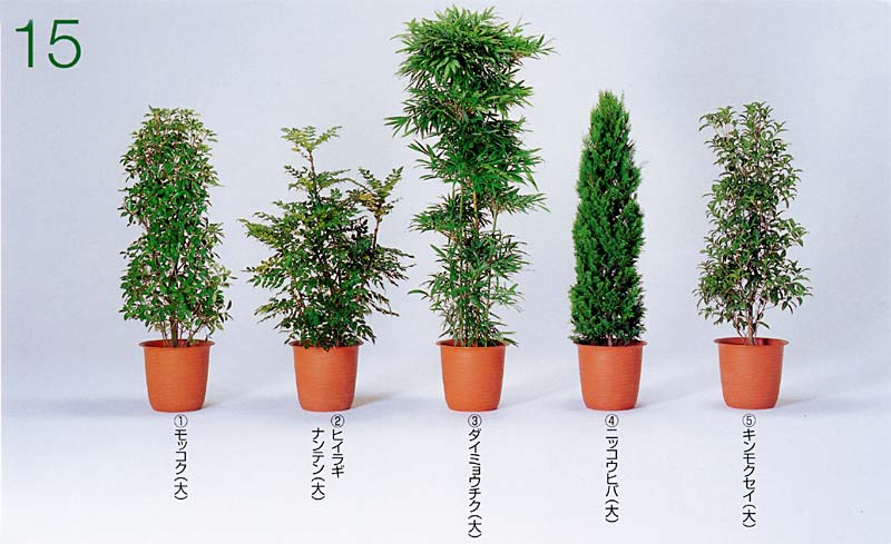 ���b�R�N�A�q�C���M�i���e�� �A�_�C�~���E�`�N �A�j�b�R�E�q�o �A�L�����N�Z�C