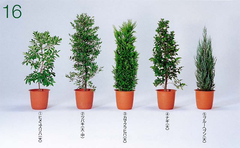 �q�����Y���n�A�c�o�L �A�J�}�N���q�o �A�i�M �A�u���[�w�u��